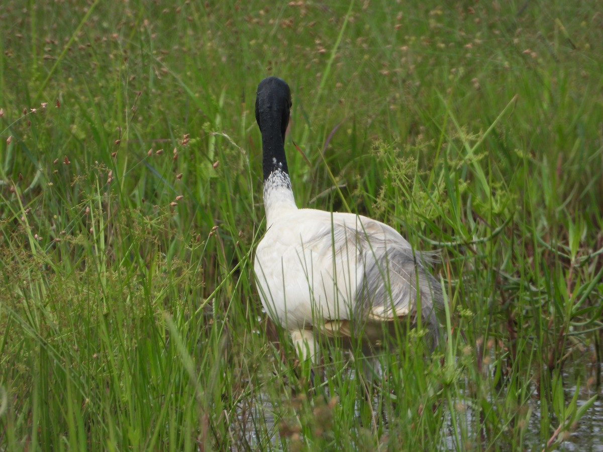 Ibis Oriental - ML642847130