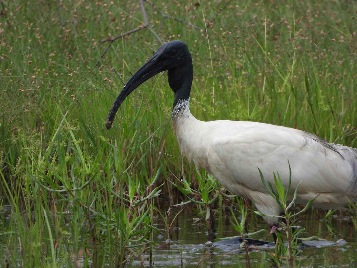 Ibis Oriental - ML642847131