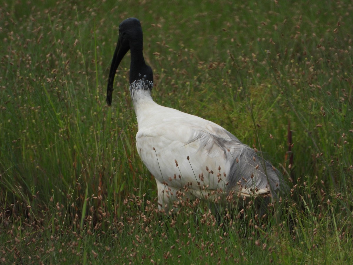 Ibis Oriental - ML642847132