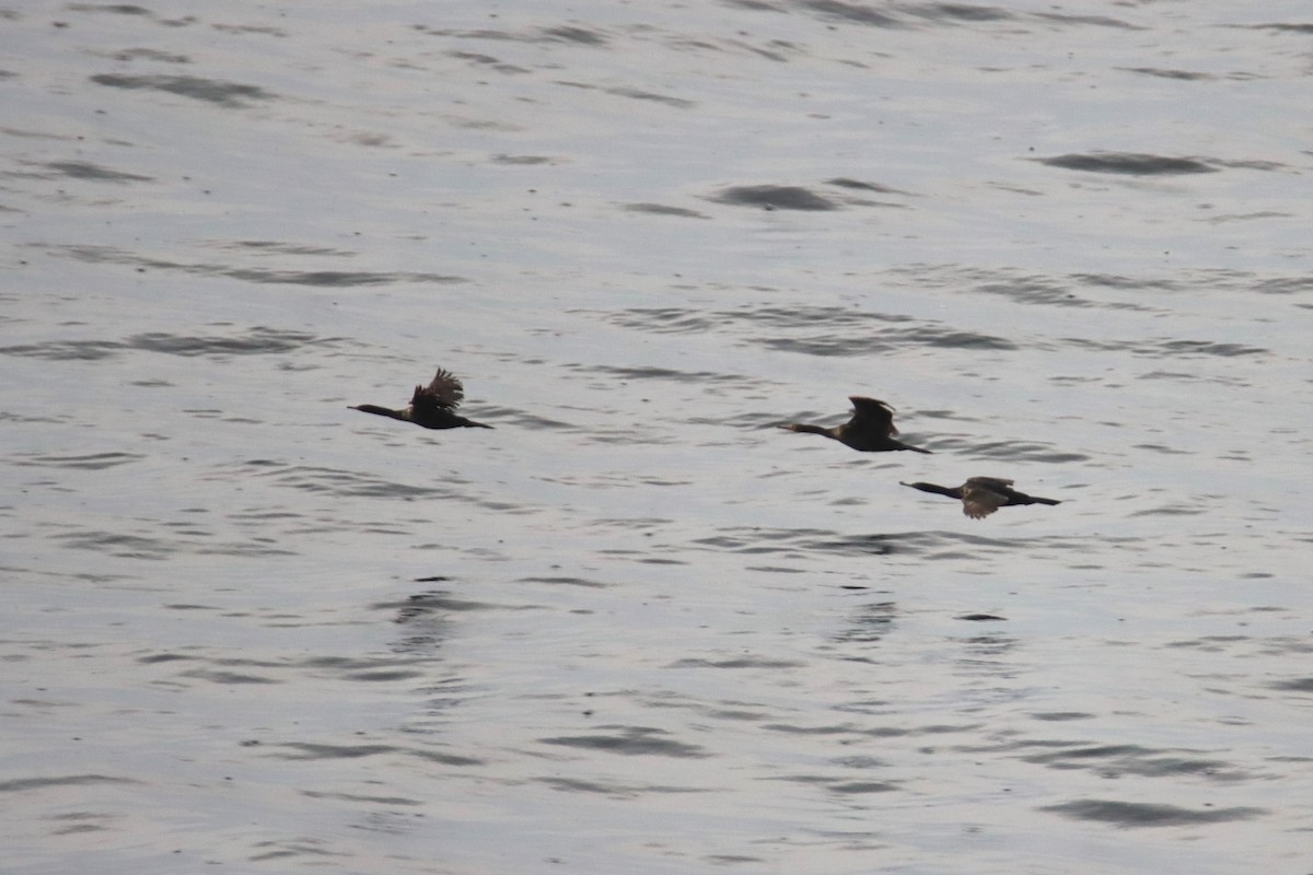Pelagic Cormorant - ML642847136