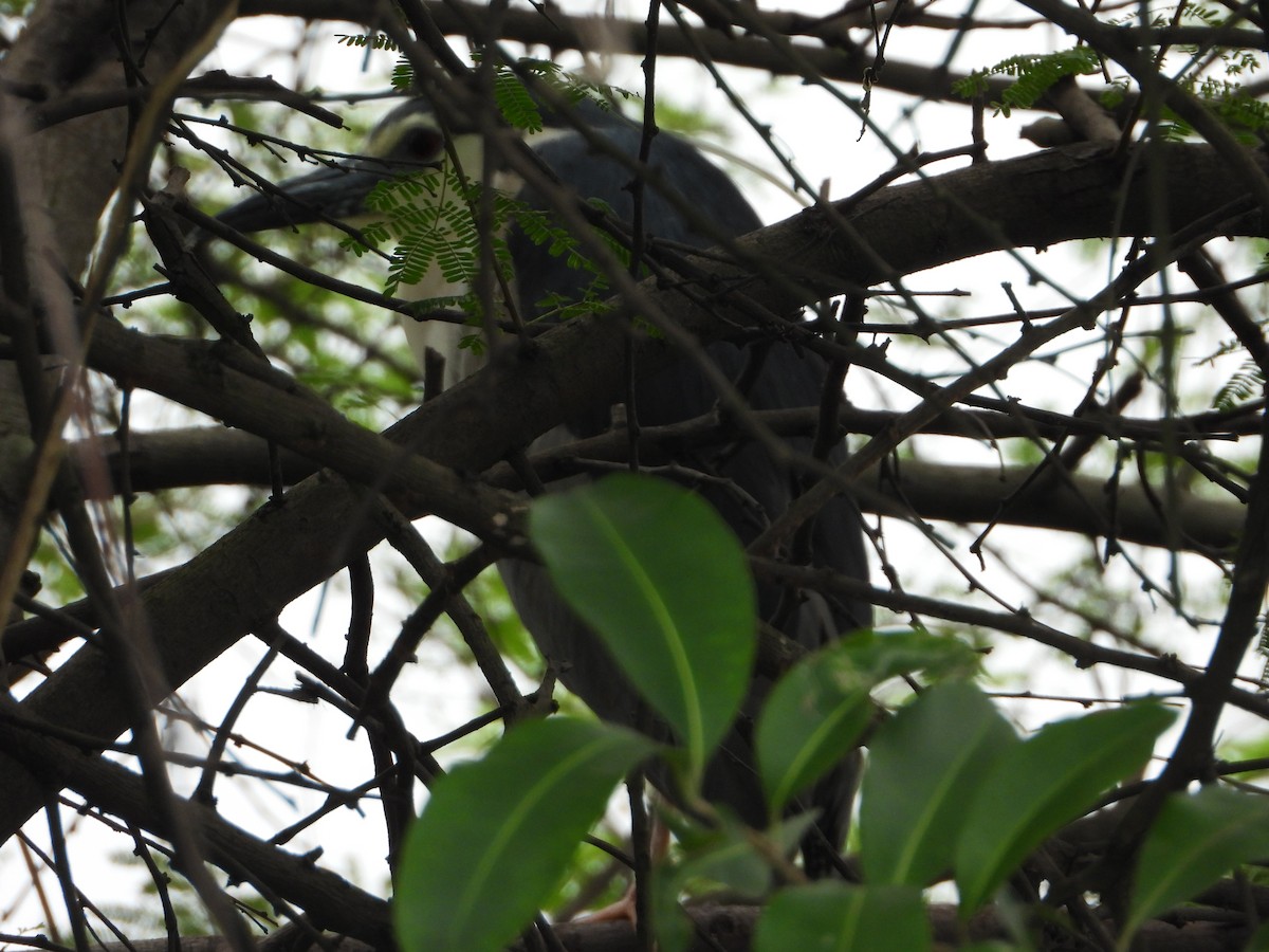 Black-crowned Night Heron - ML642847137