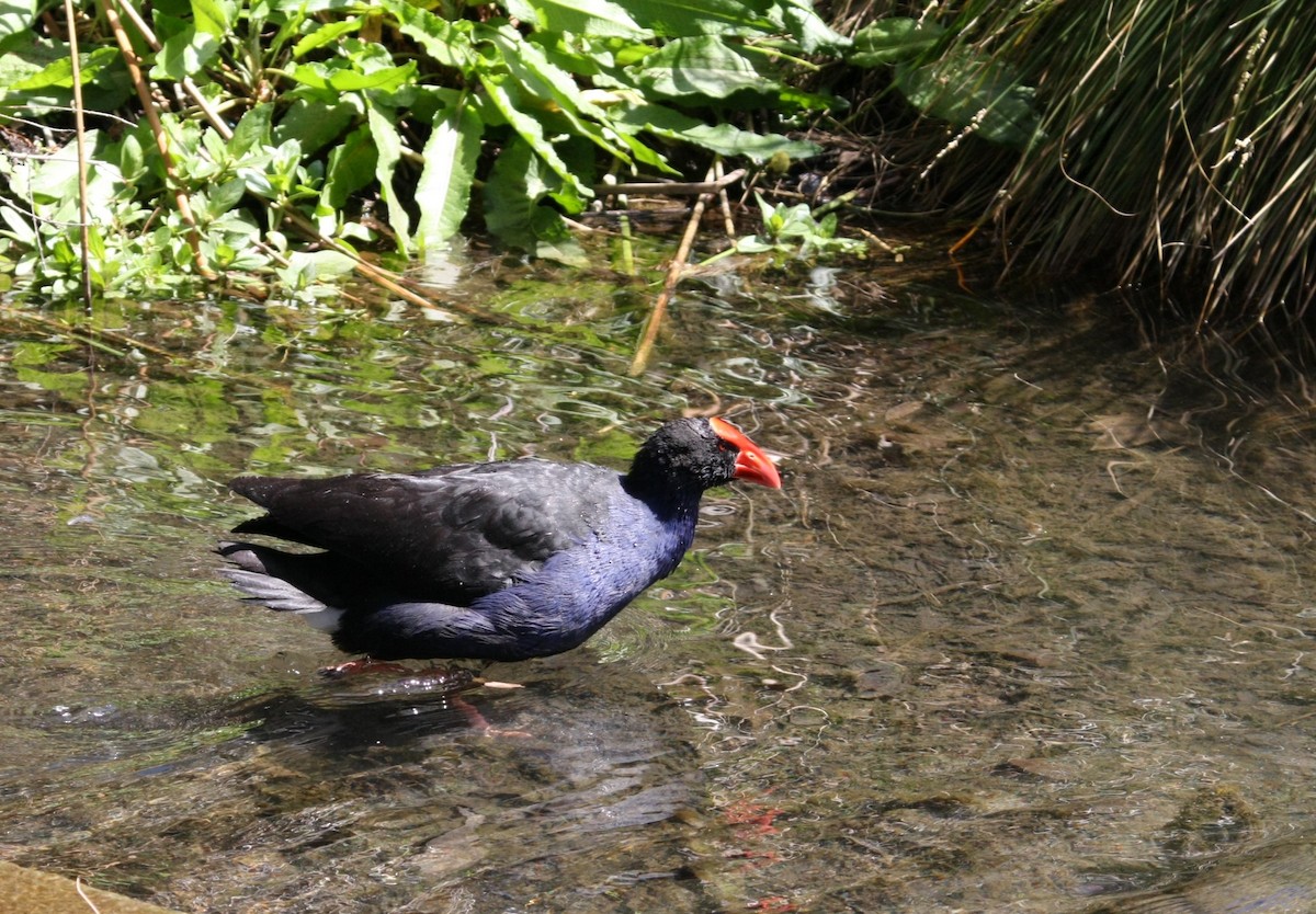 Australasian Swamphen - ML642847172