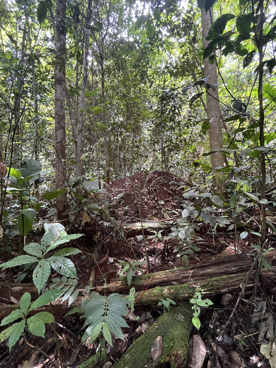 Sula Megapode - ML642847174