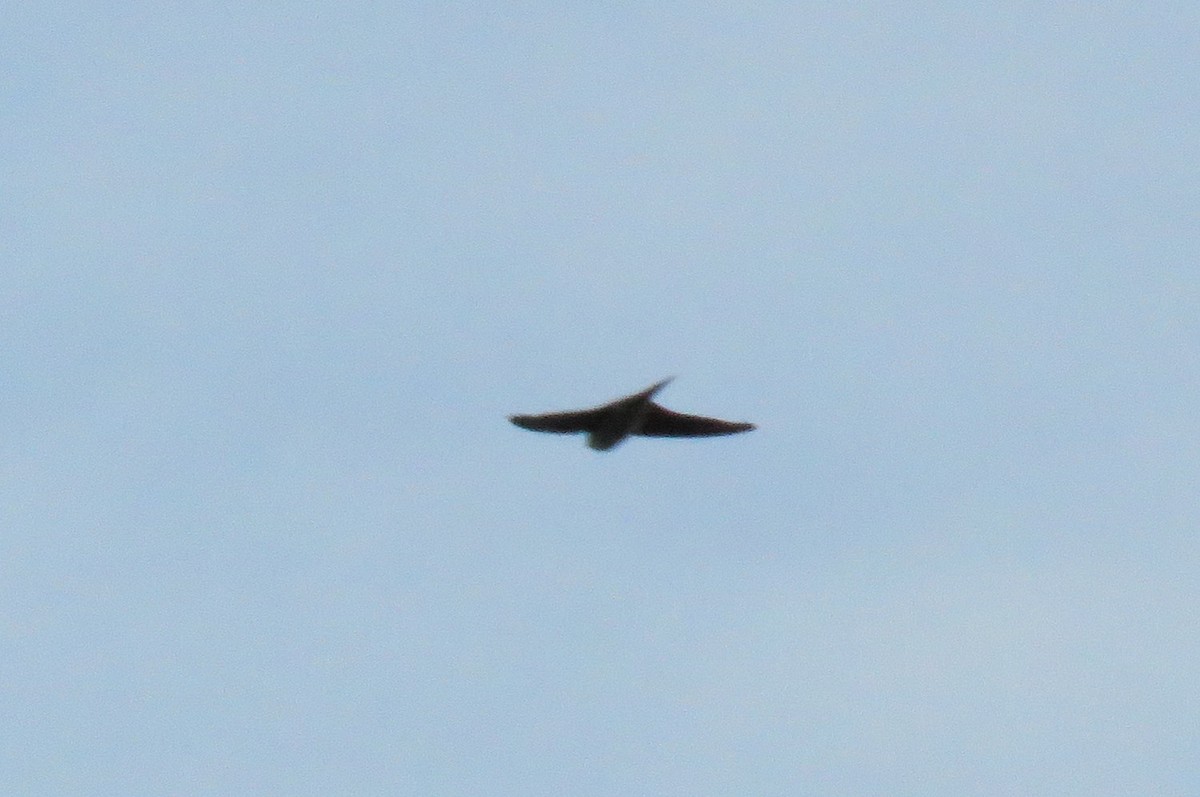 African Swift - ML642847179