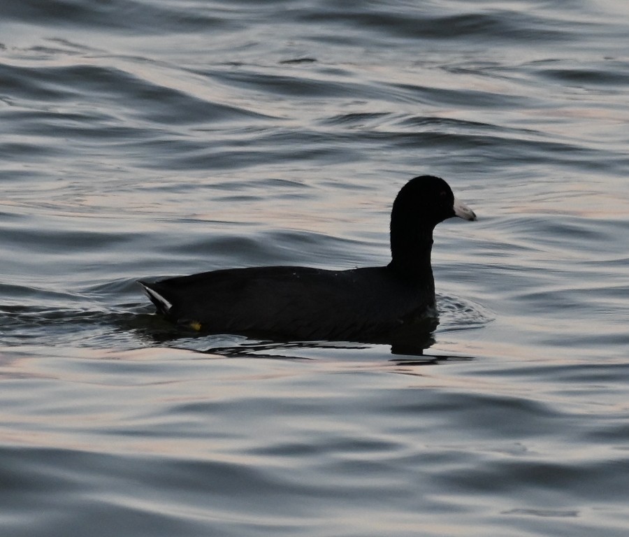 American Coot - ML642847183