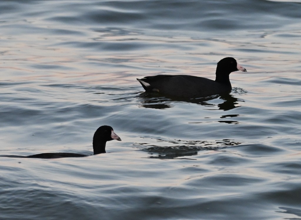 American Coot - ML642847184