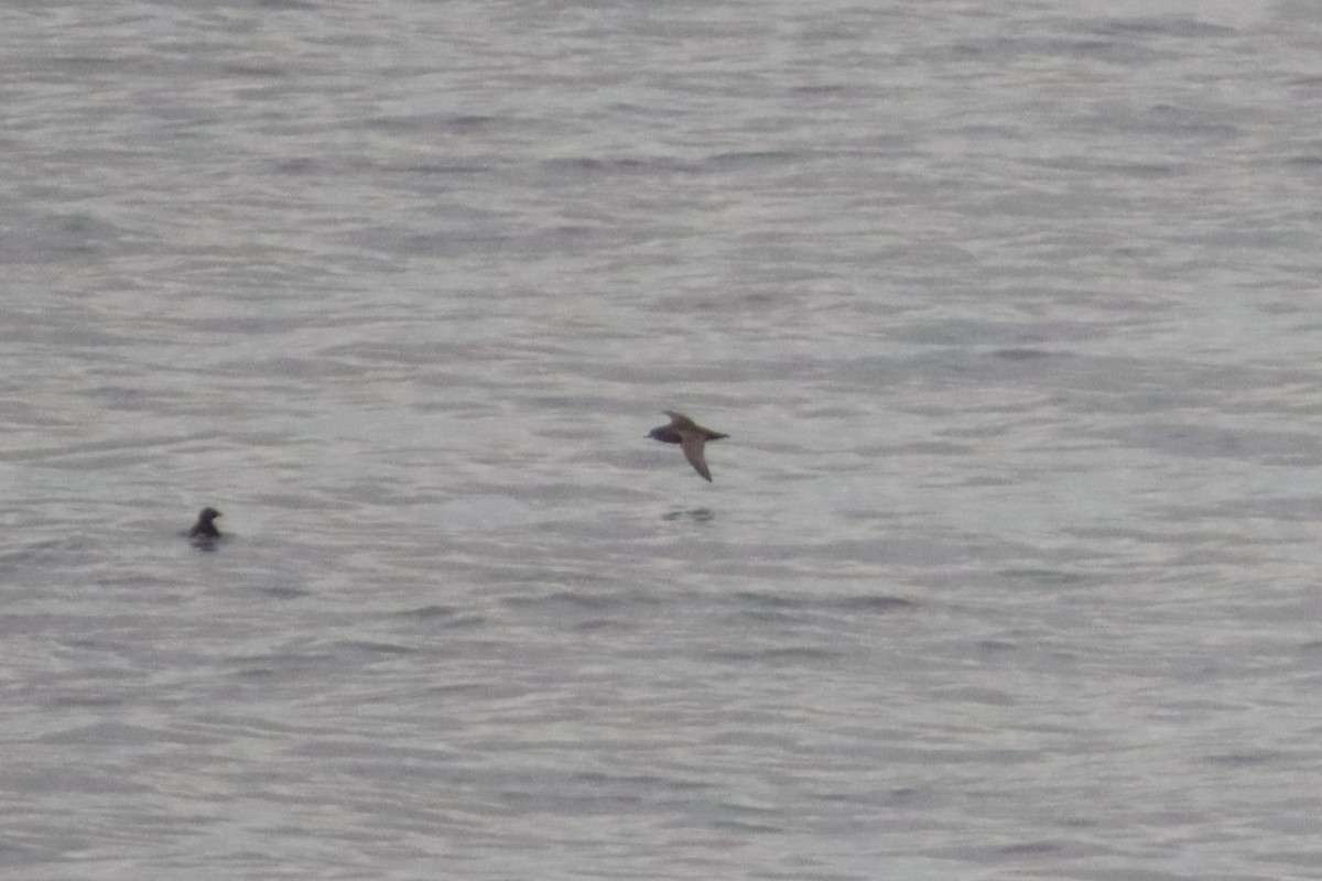 Short-tailed Shearwater - ML642847217