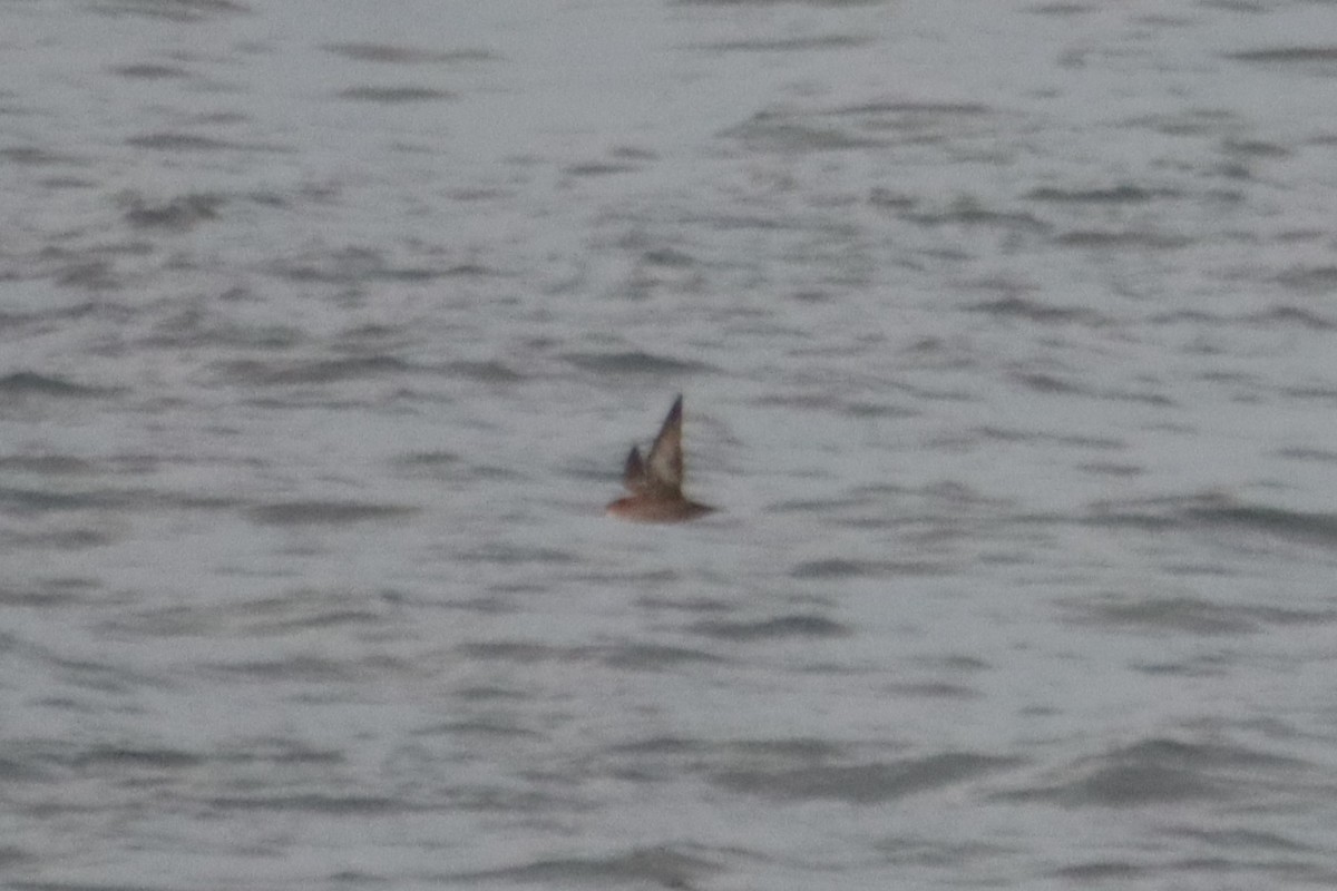 Short-tailed Shearwater - ML642847226