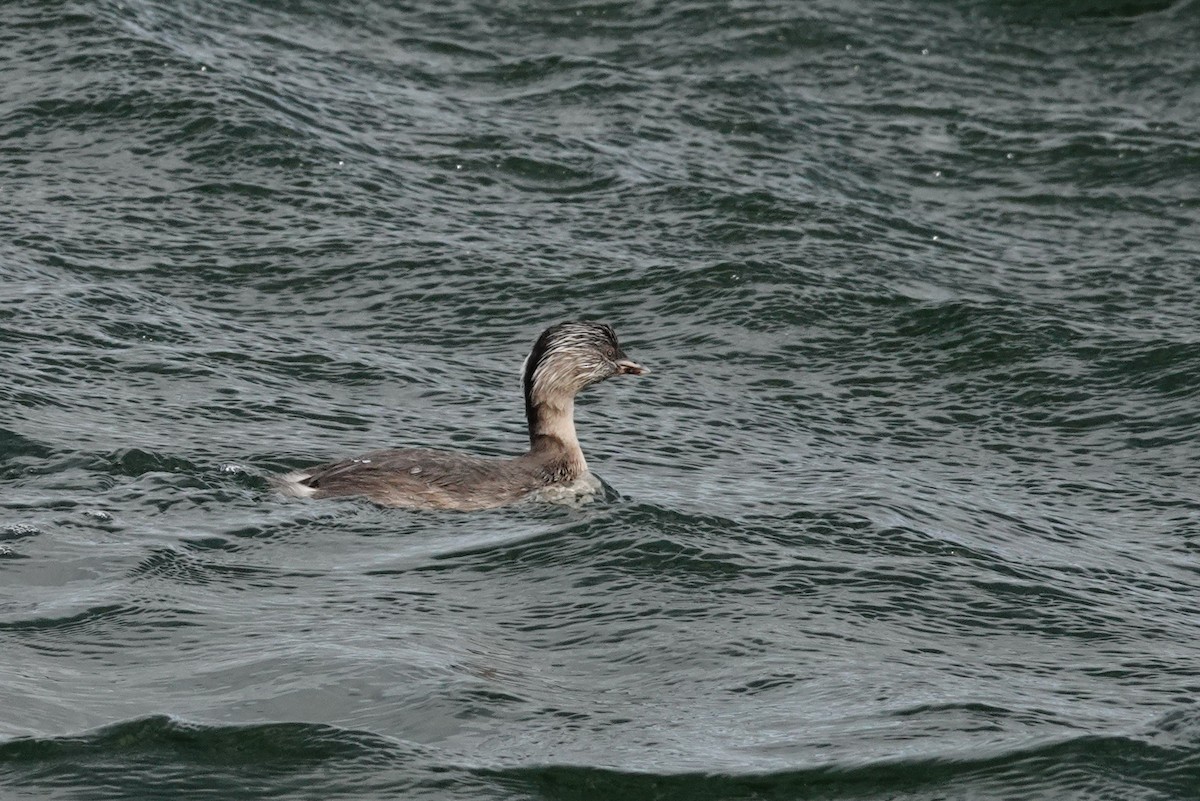 Hoary-headed Grebe - ML642847241