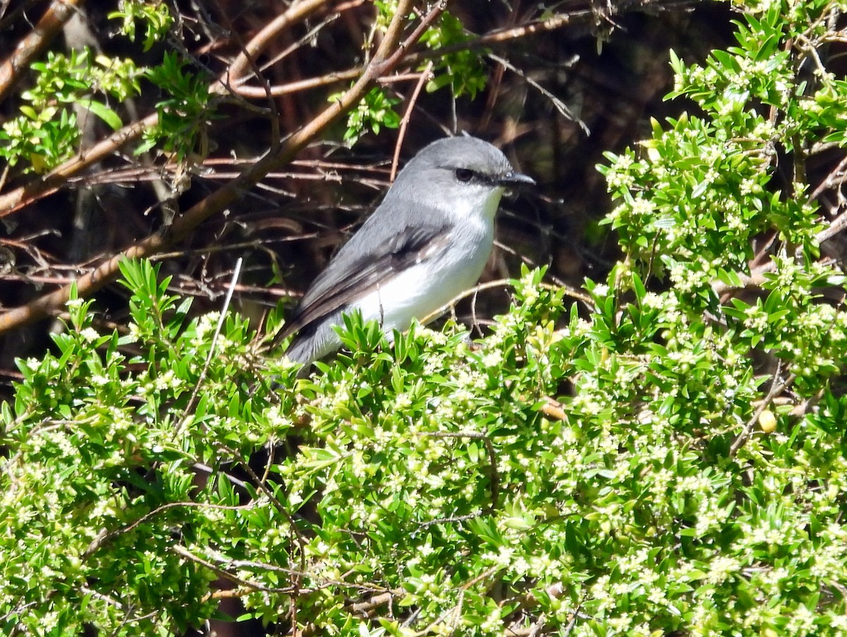 White-breasted Robin - ML642847242