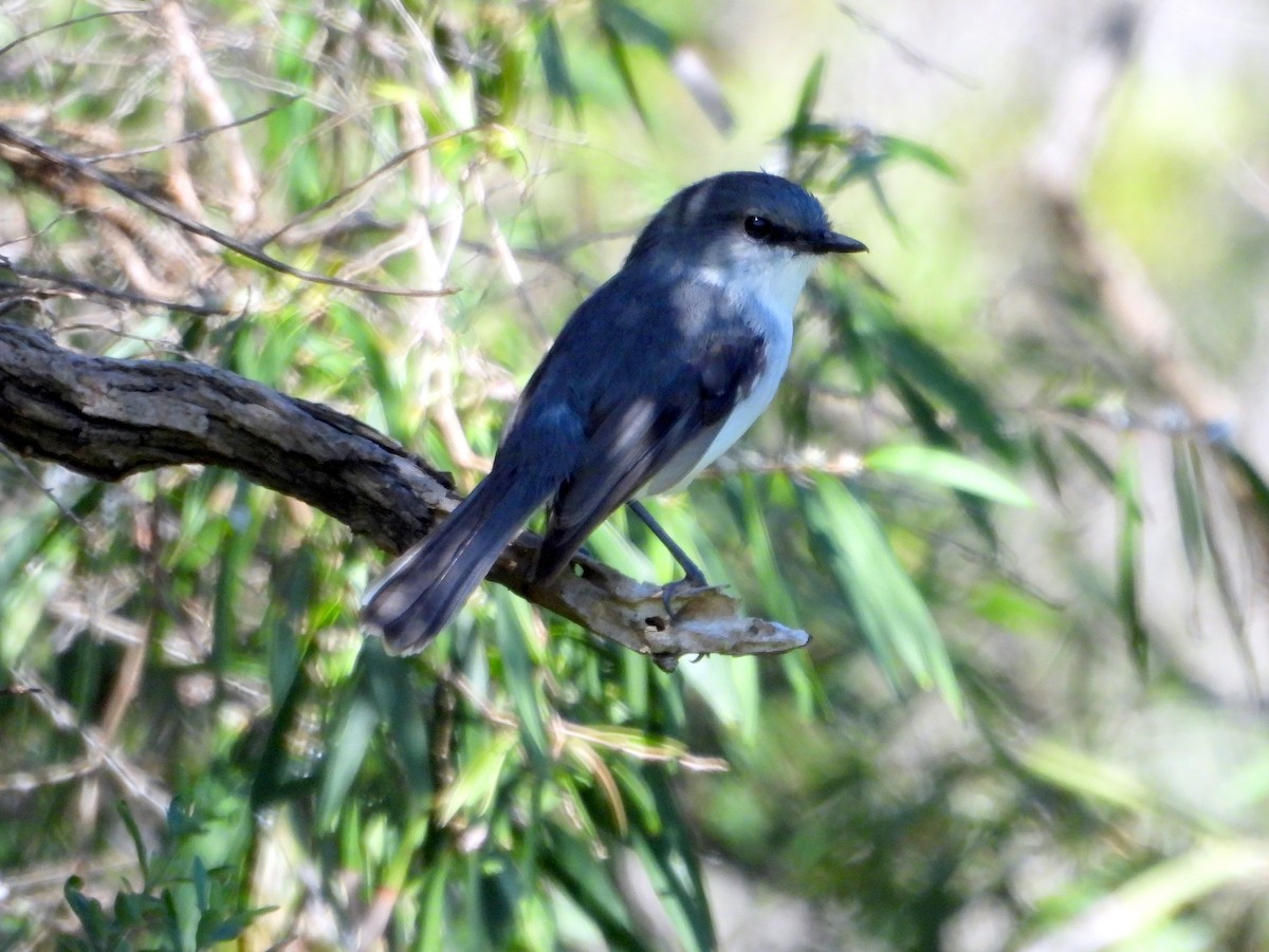 White-breasted Robin - ML642847243