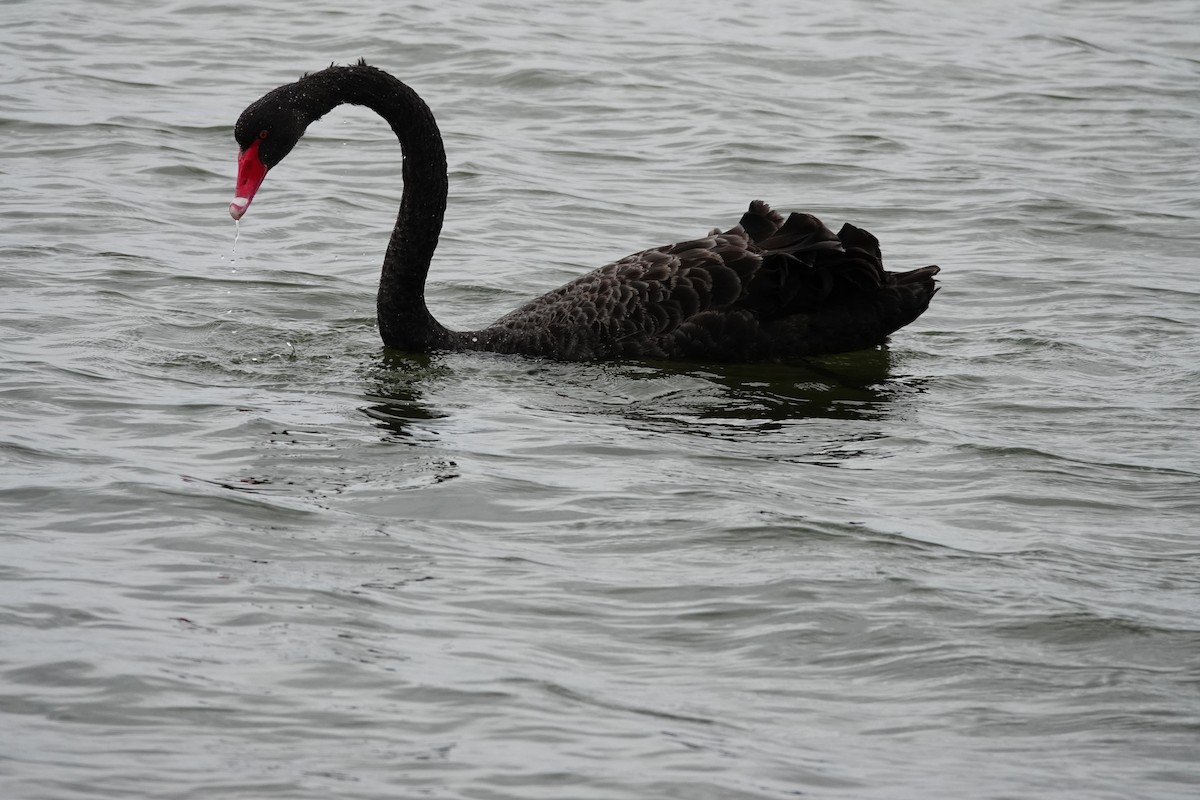 Cisne Negro - ML642847247