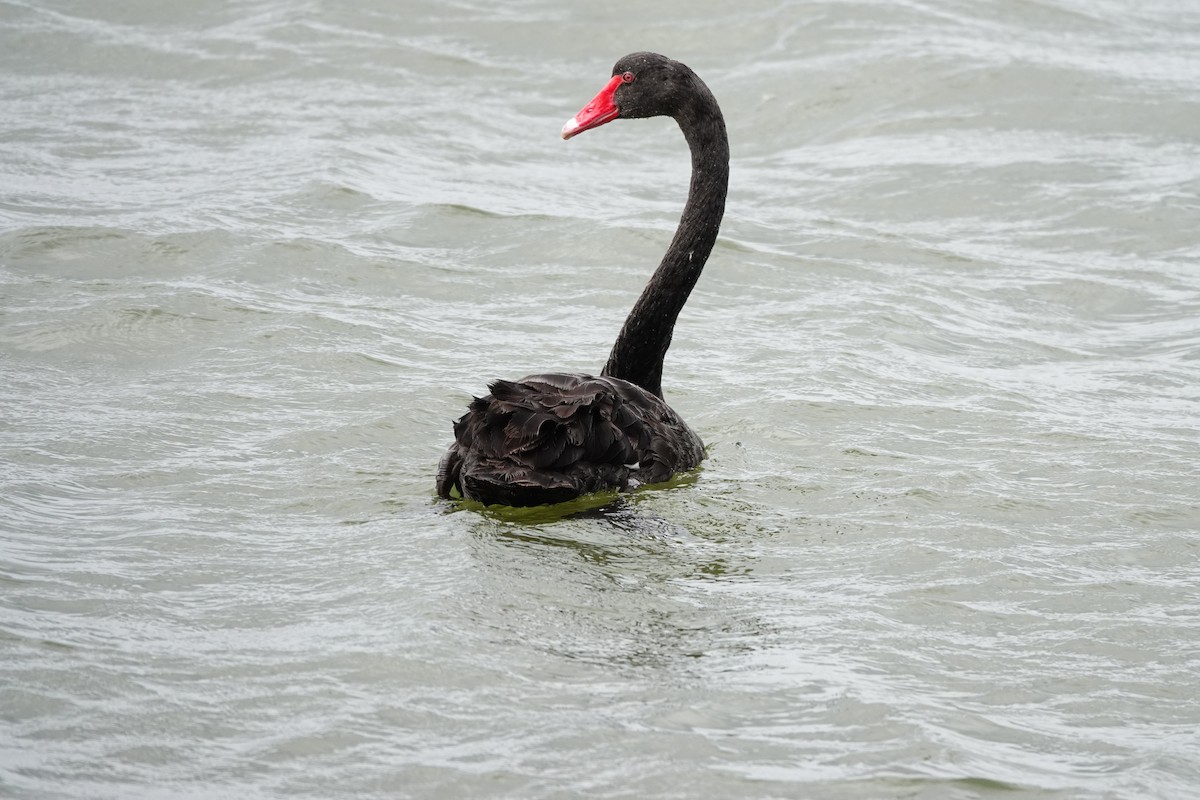 Cisne Negro - ML642847248