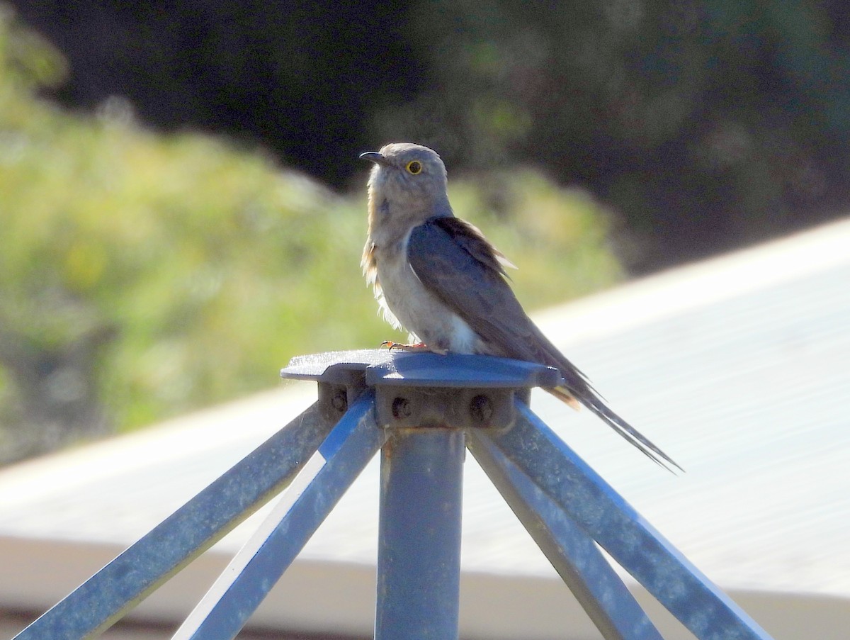Fan-tailed Cuckoo - ML642847260