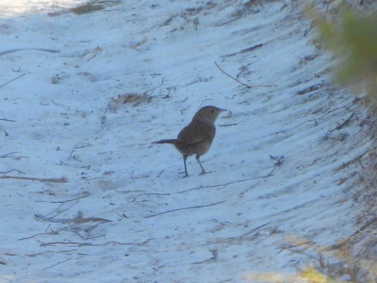 Western Bristlebird - ML642847266