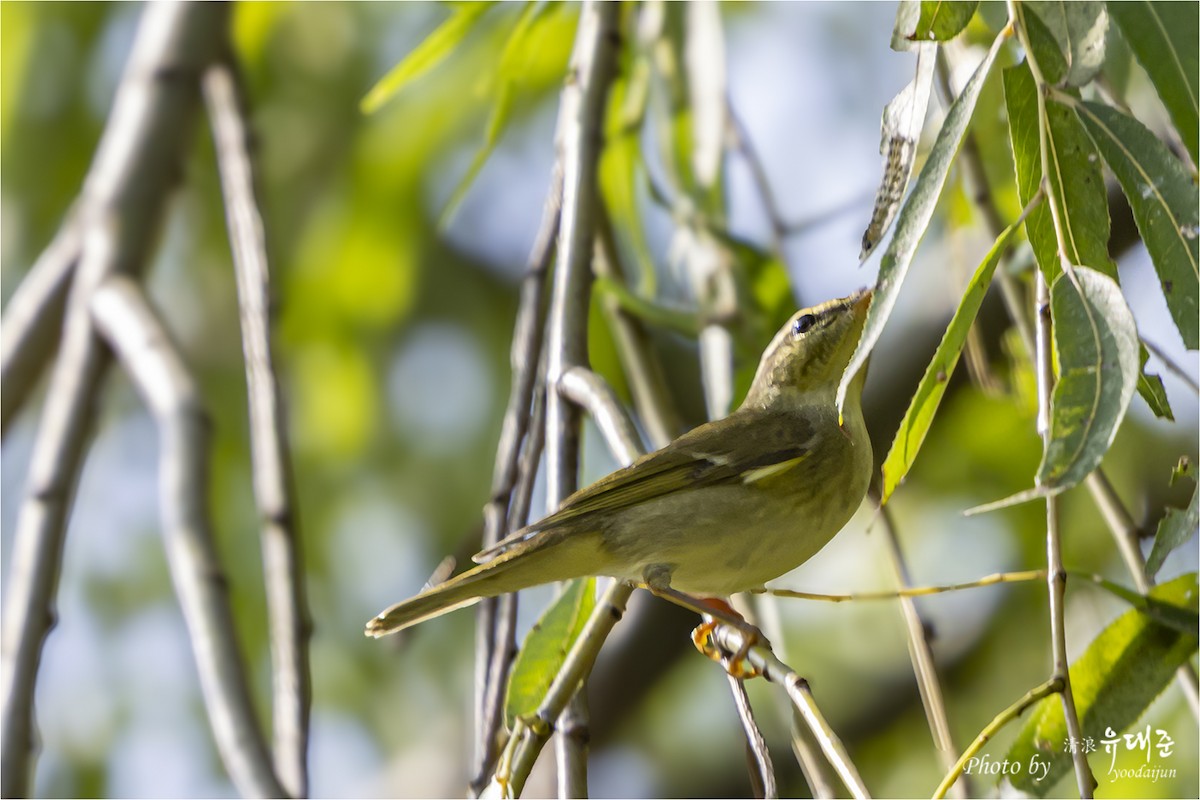 Txio japoniarra - ML642847277