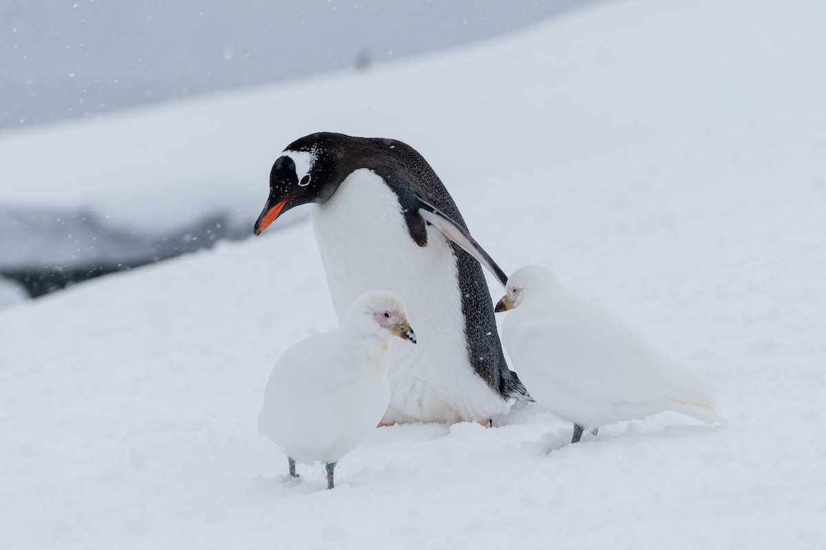 Snowy Sheathbill - ML642847280