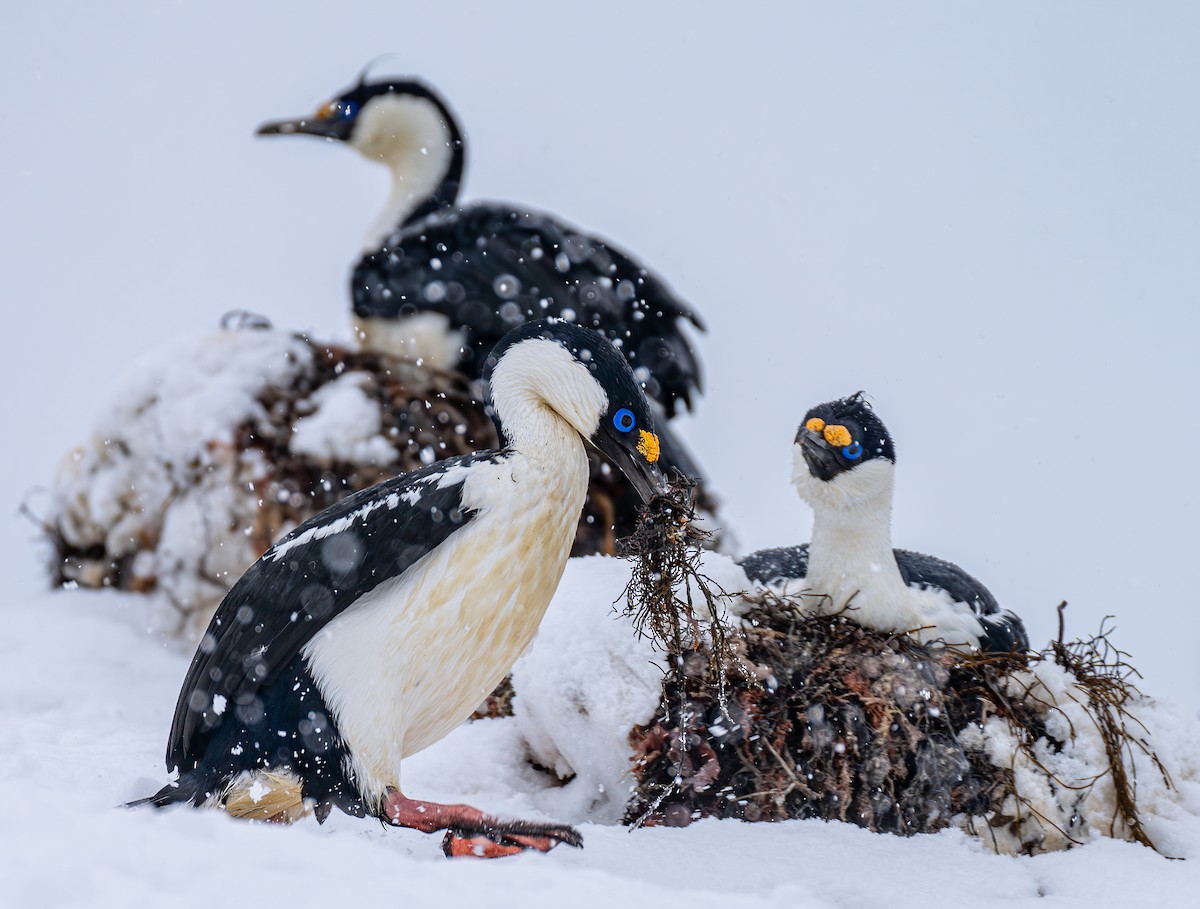 Antarctic Shag - ML642847281