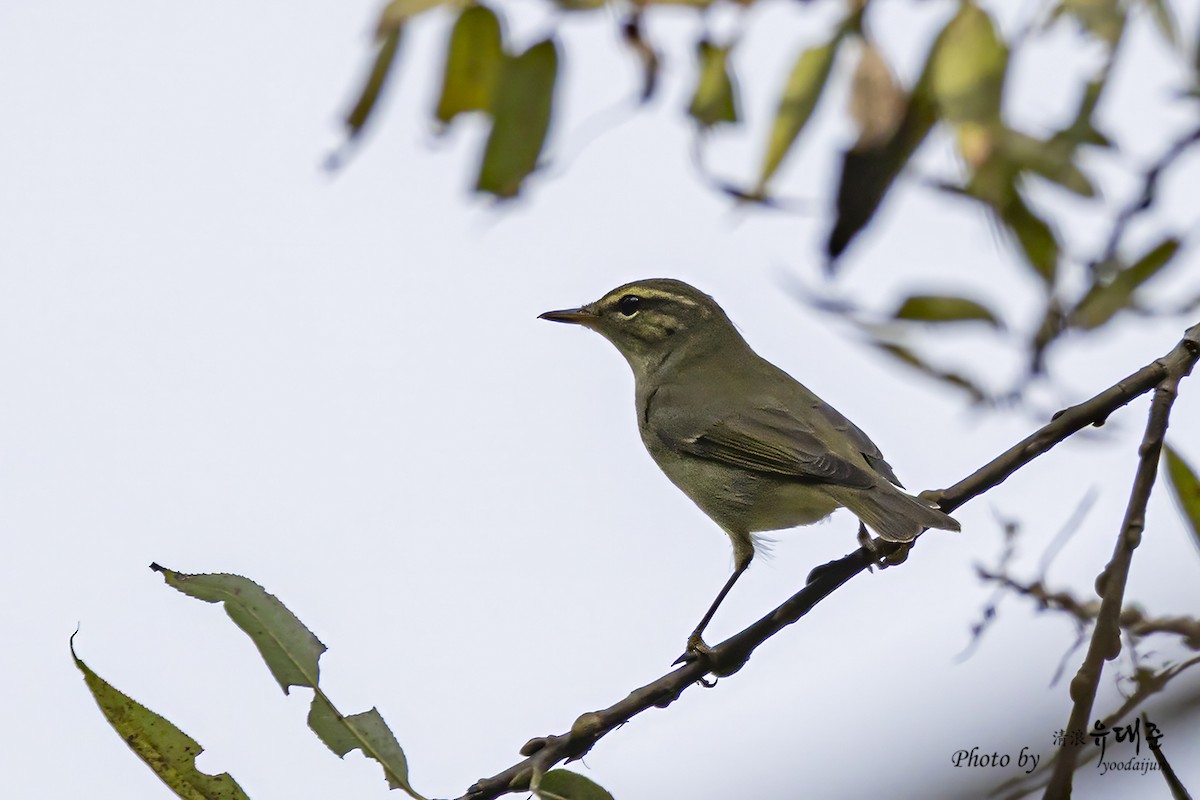 Kamchatka Leaf Warbler - ML642847282