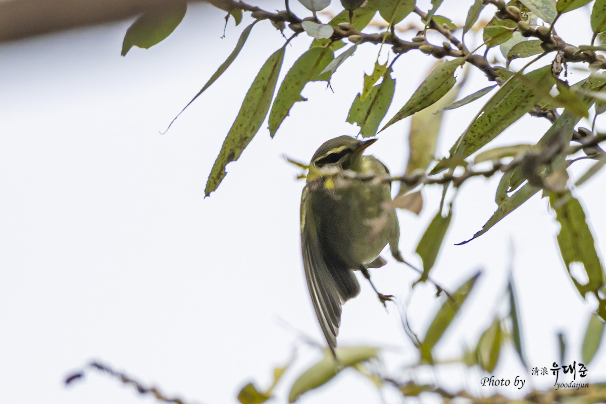 Kamchatka Leaf Warbler - ML642847283