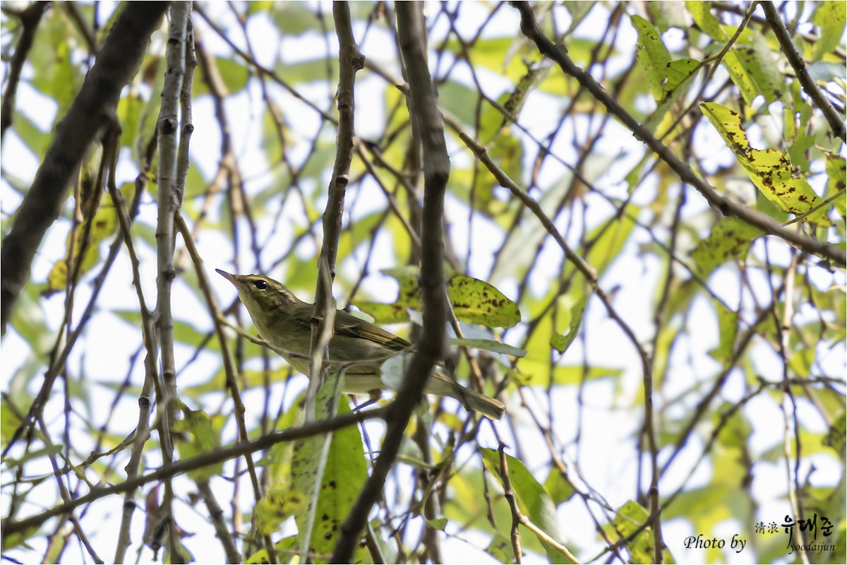 Kamchatka Leaf Warbler - ML642847285