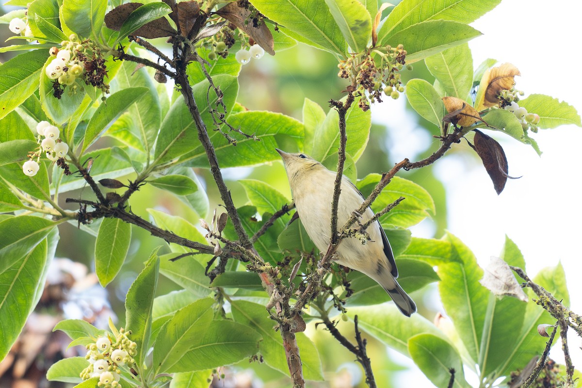 Bay-breasted Warbler - ML642847286