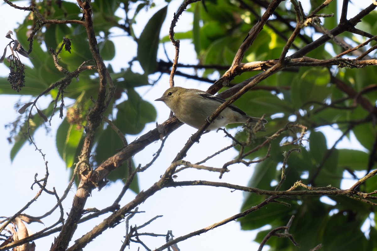 Bay-breasted Warbler - ML642847287