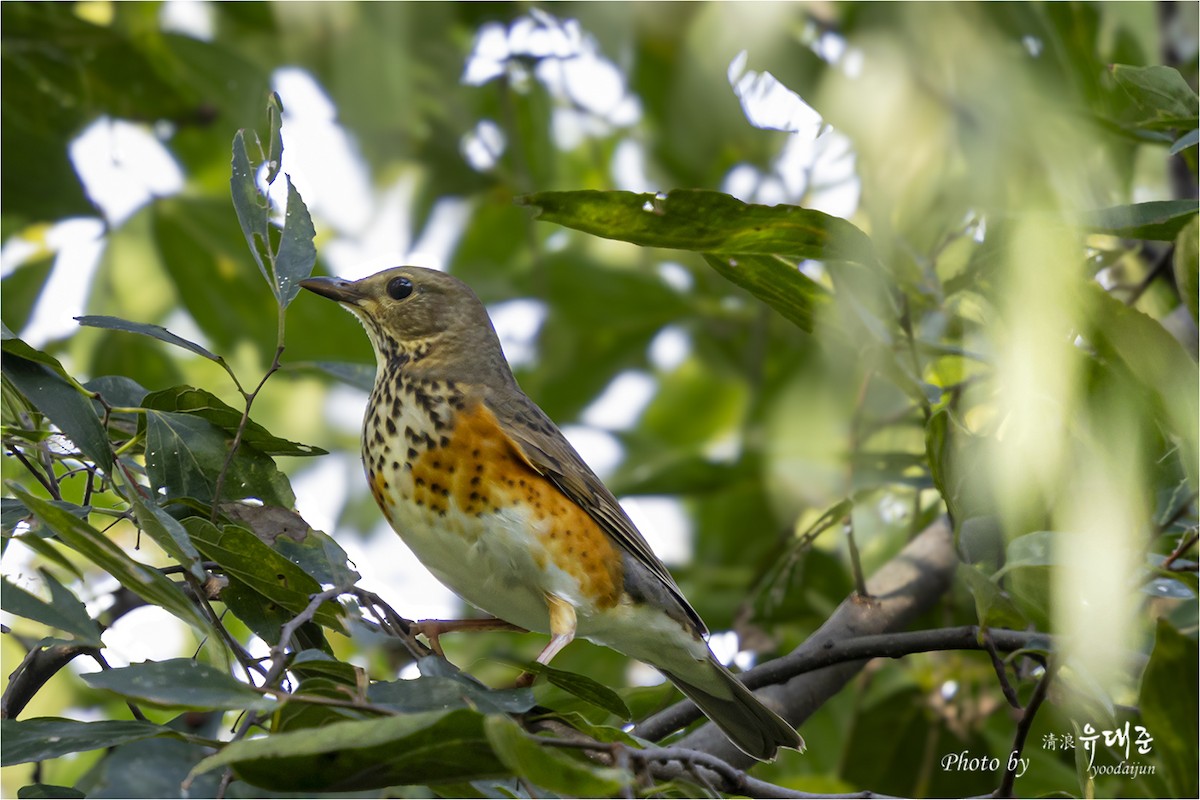 Gray-backed Thrush - ML642847288