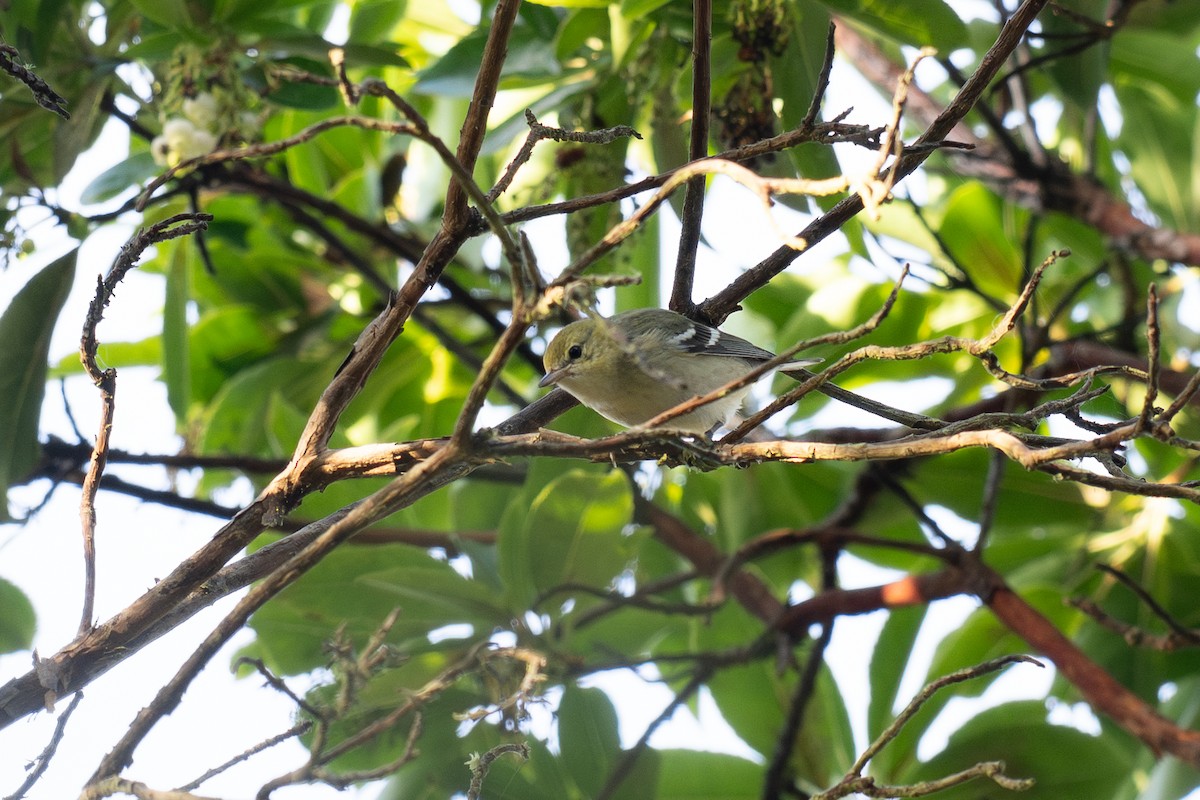 Bay-breasted Warbler - ML642847290