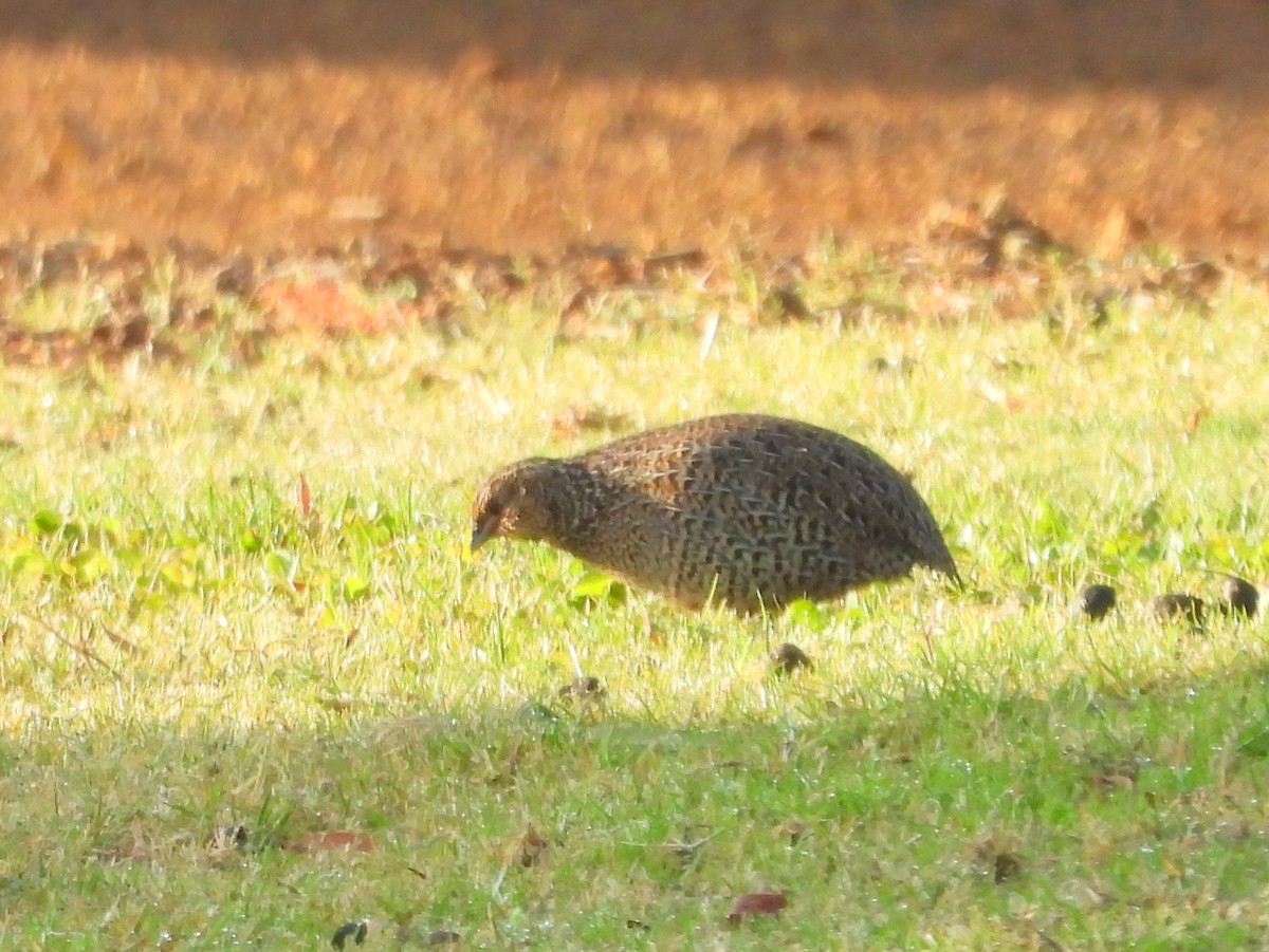Brown Quail - ML642847296