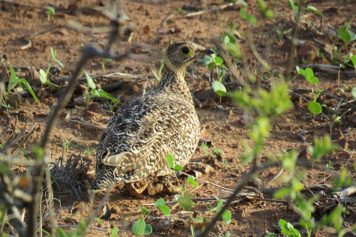 Double-banded Sandgrouse - ML642847298