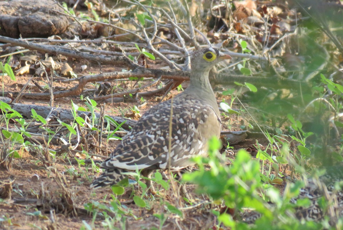 Double-banded Sandgrouse - ML642847299