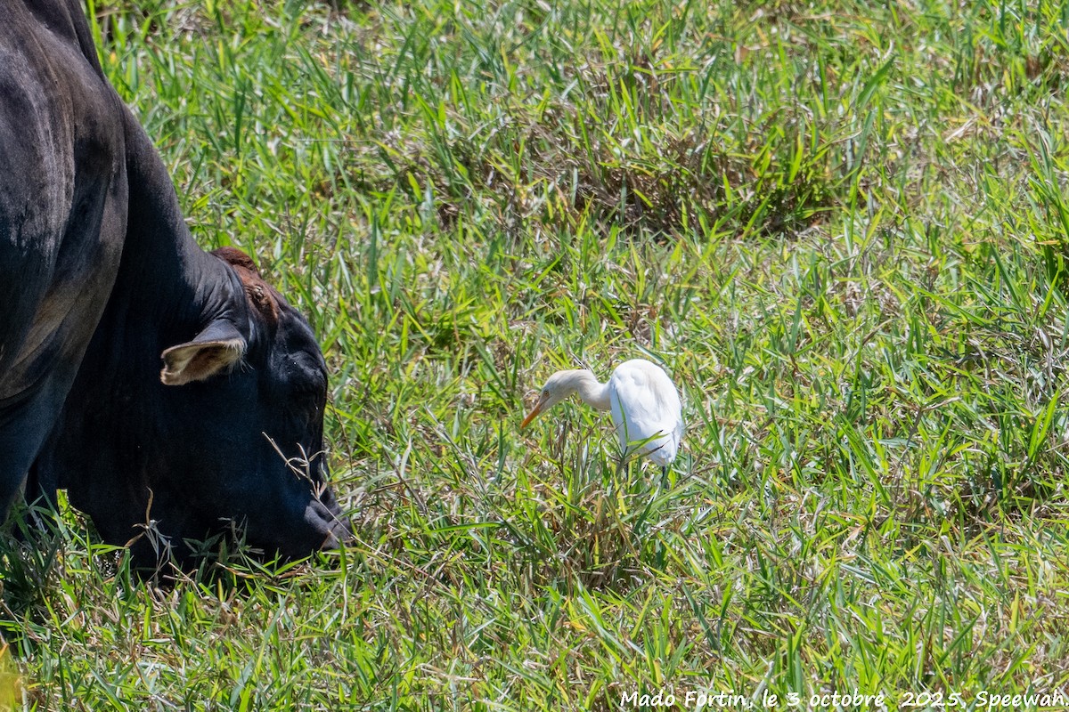Eastern Cattle-Egret - ML642847300