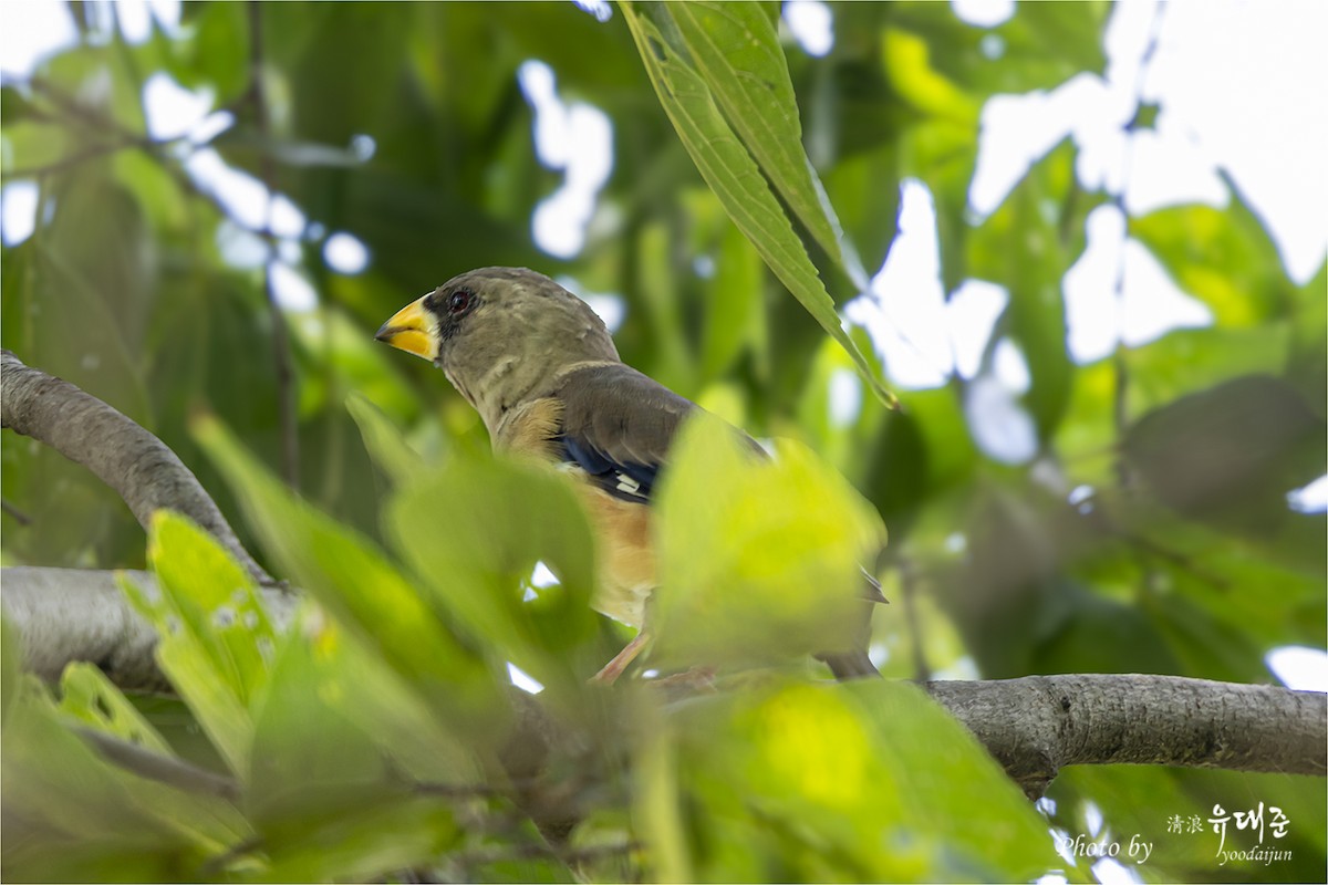 Yellow-billed Grosbeak - ML642847301