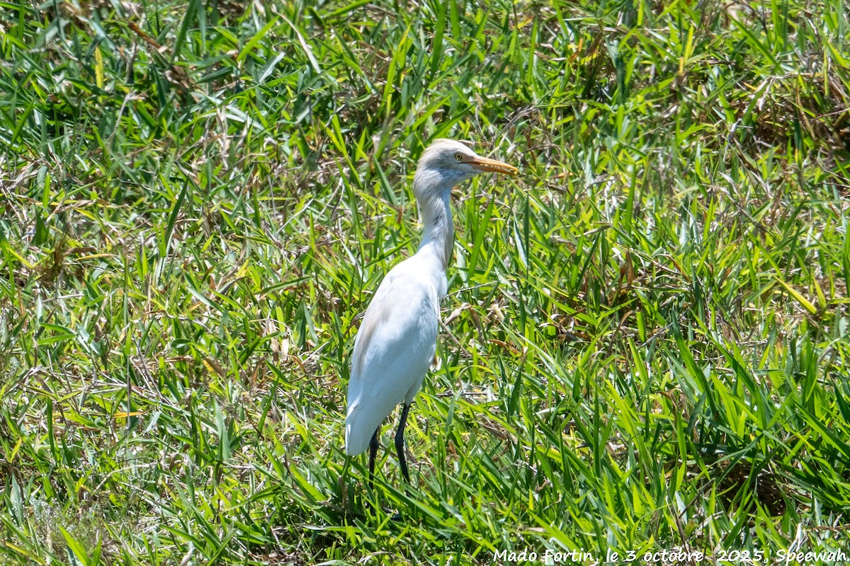 Eastern Cattle-Egret - ML642847302