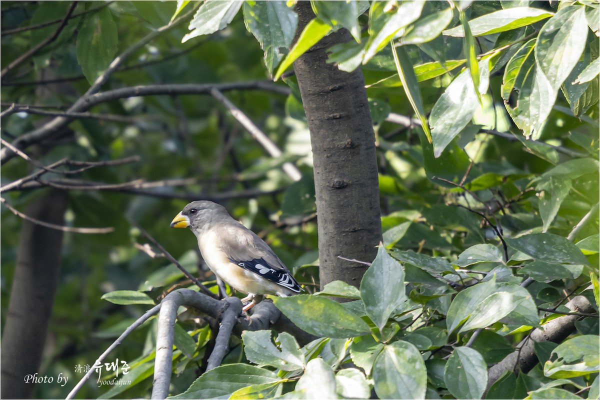 Yellow-billed Grosbeak - ML642847303