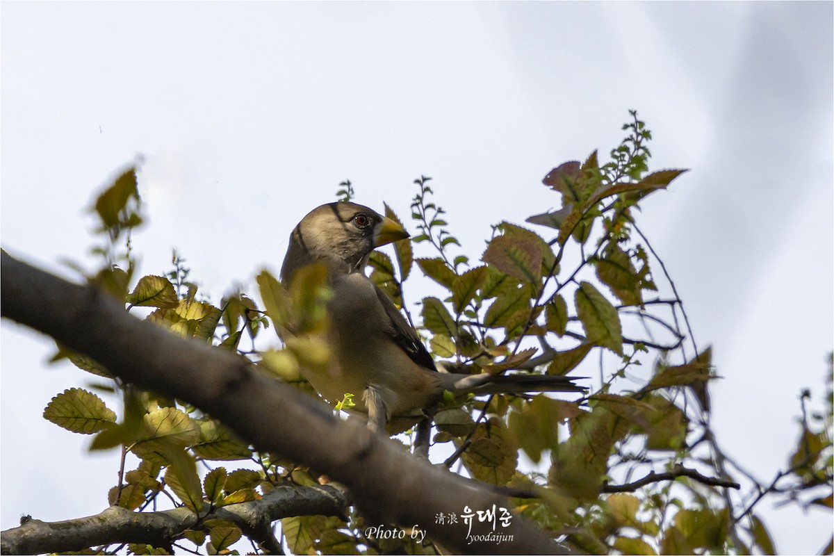 Yellow-billed Grosbeak - ML642847305