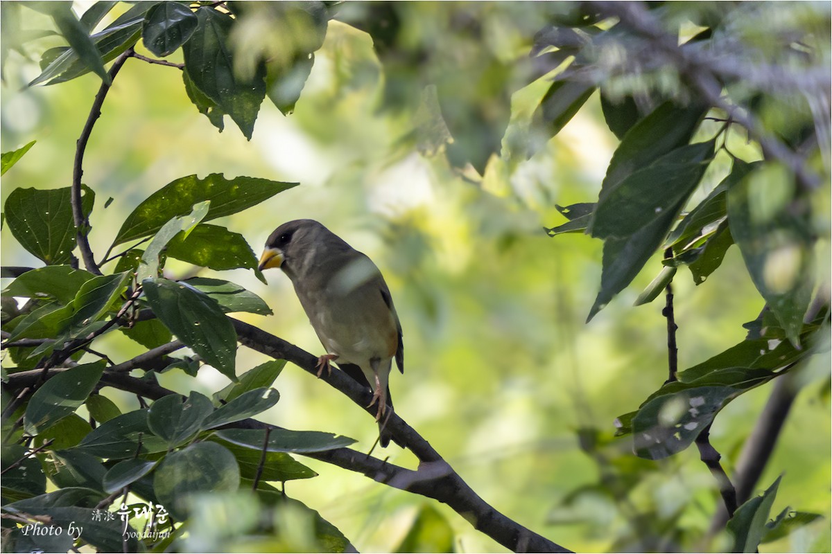 Yellow-billed Grosbeak - ML642847306