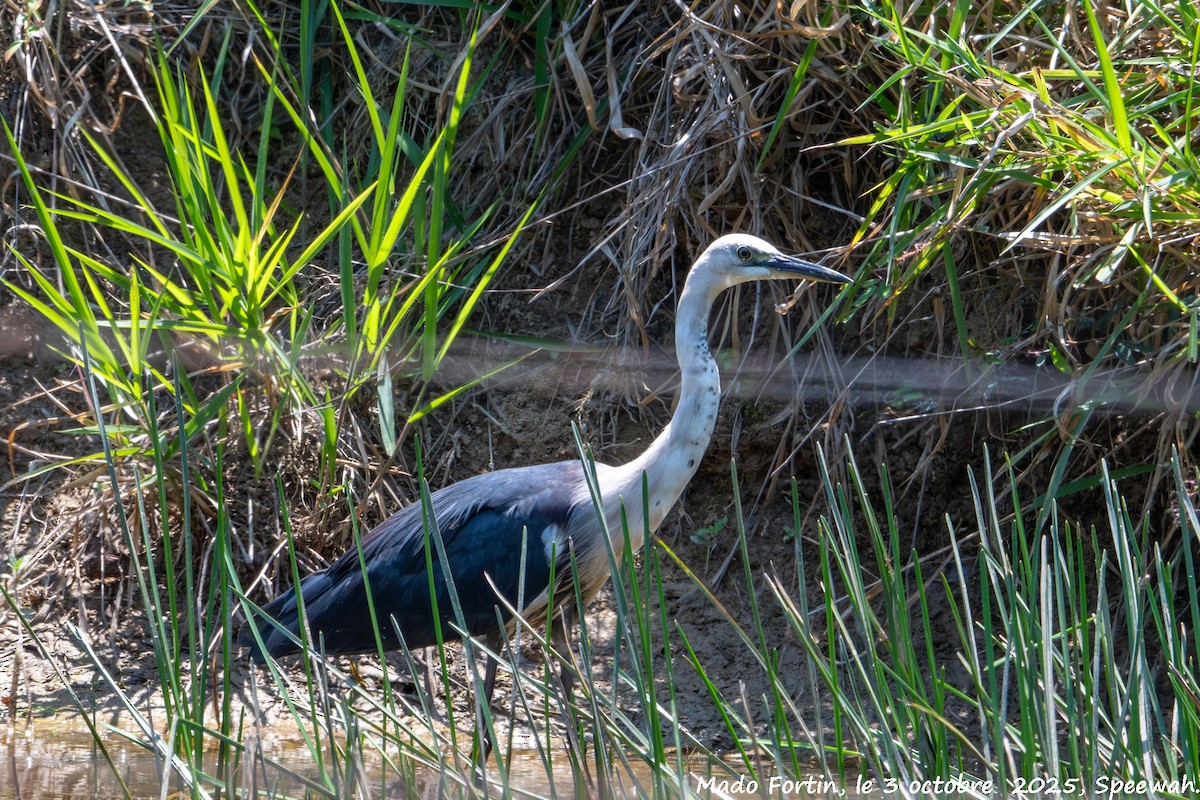 Pacific Heron - ML642847307