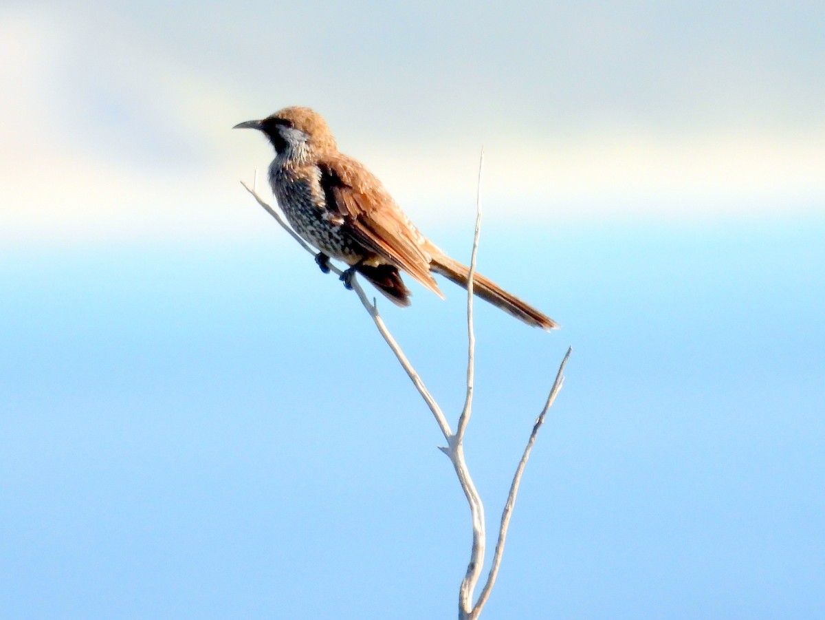 Western Wattlebird - ML642847308