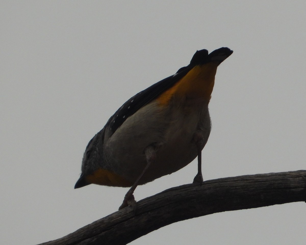 Spotted Pardalote - ML642847310