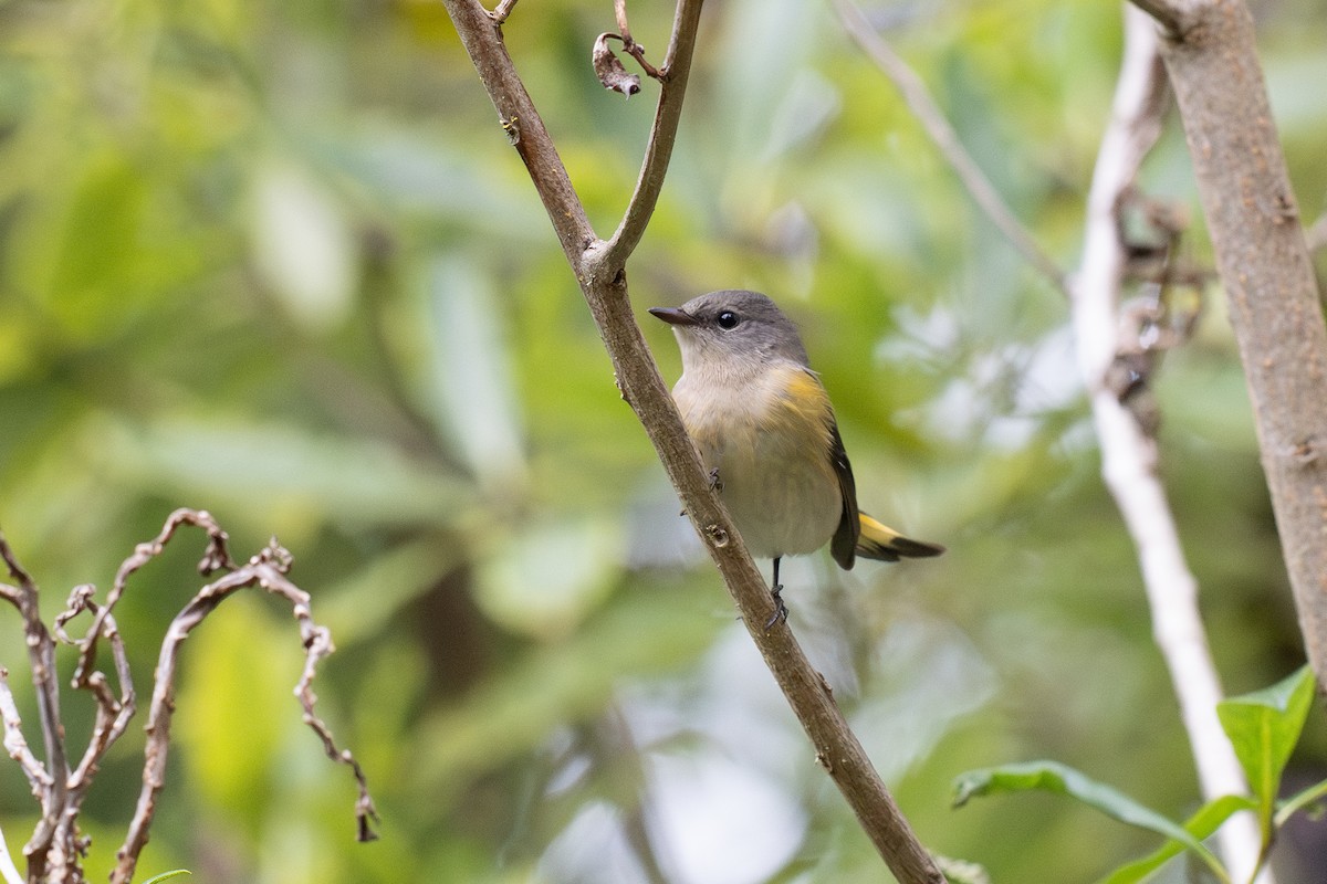American Redstart - ML642847311