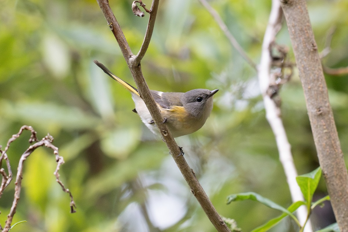 American Redstart - ML642847312