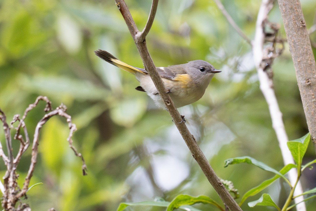 American Redstart - ML642847313