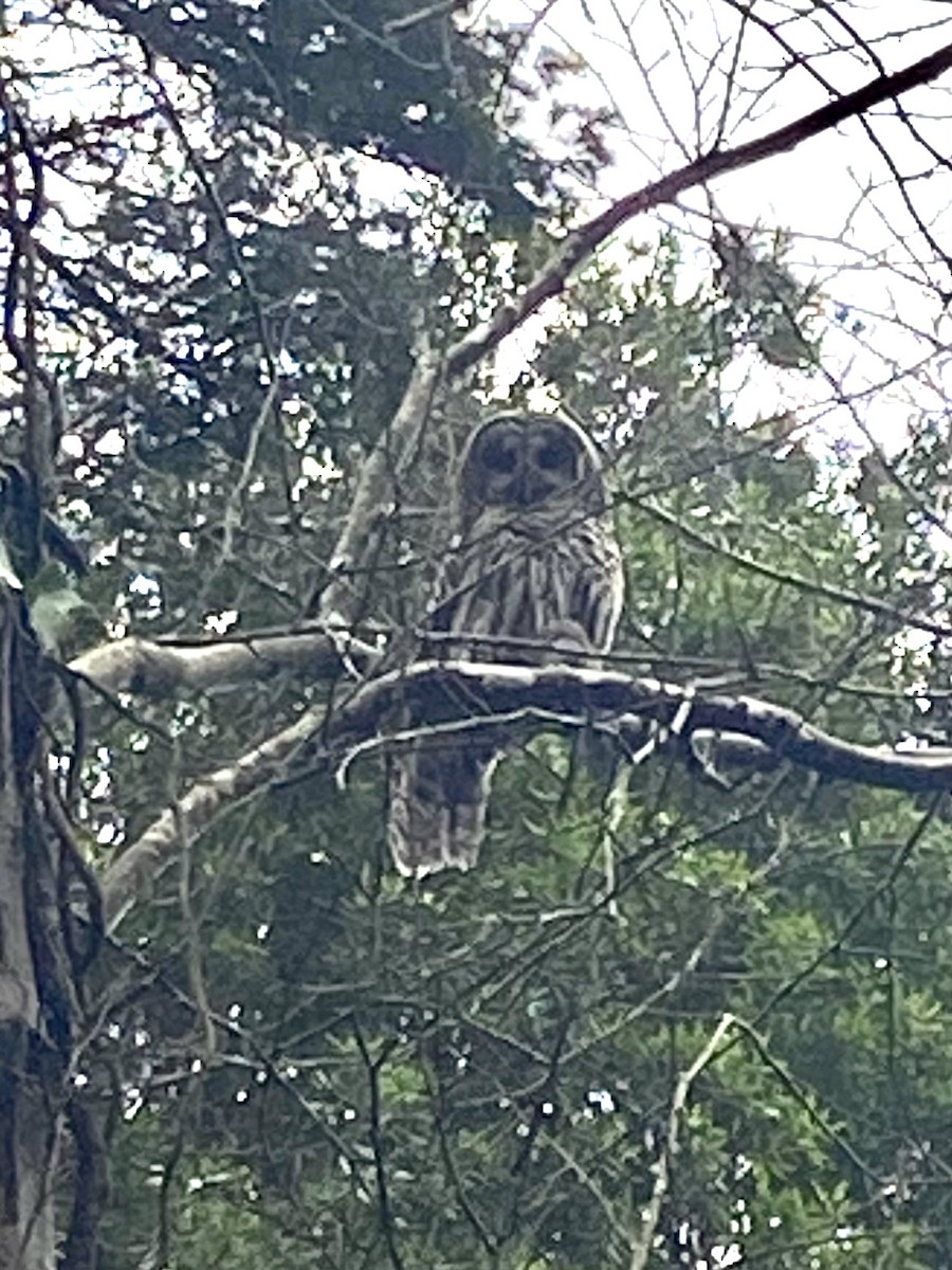 Barred Owl - ML642847314
