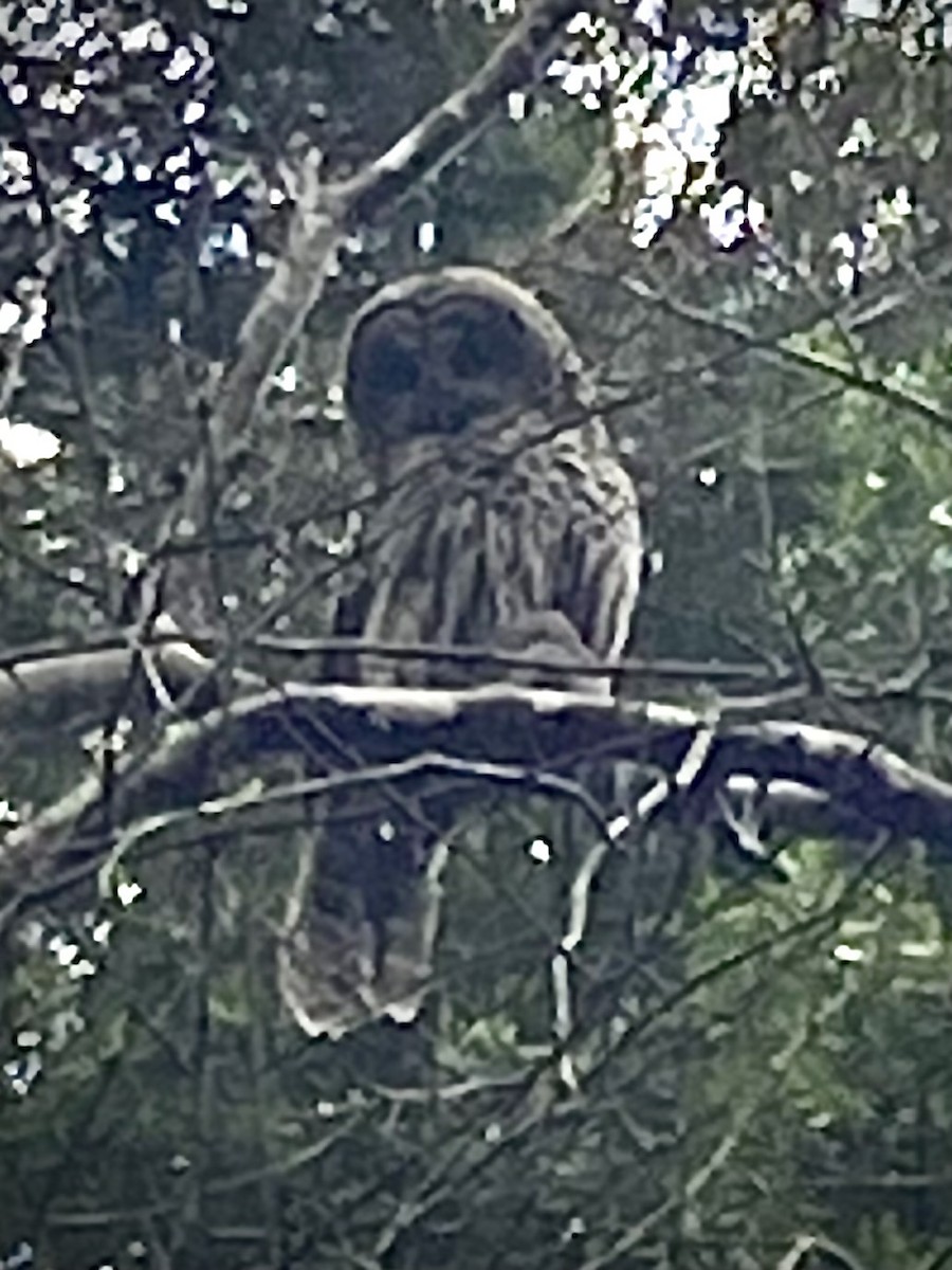 Barred Owl - ML642847315