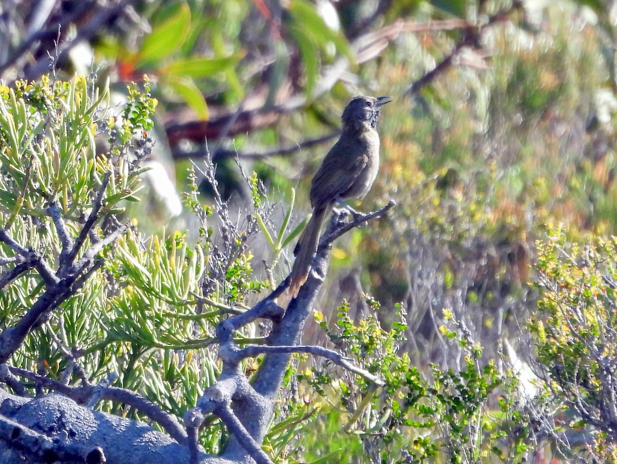 Western Whipbird (Black-throated) - ML642847316