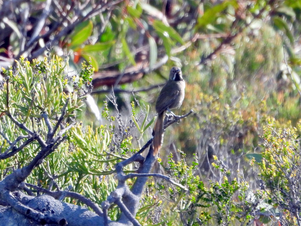 Western Whipbird (Black-throated) - ML642847317