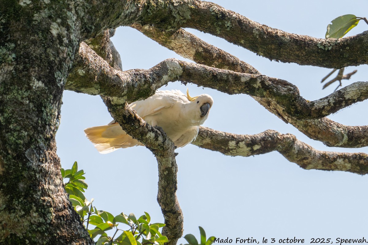Sulphur-crested Cockatoo - ML642847319