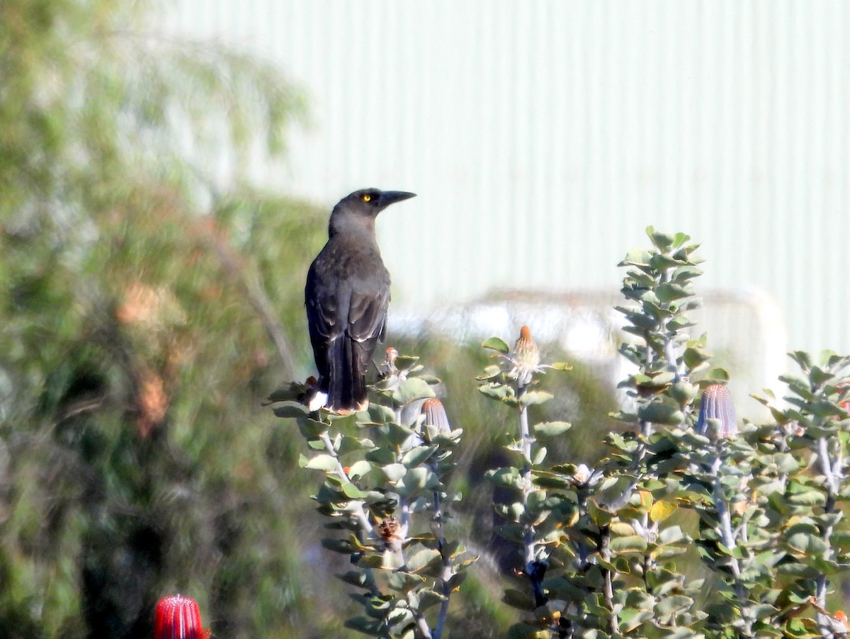 Gray Currawong (Gray) - ML642847320